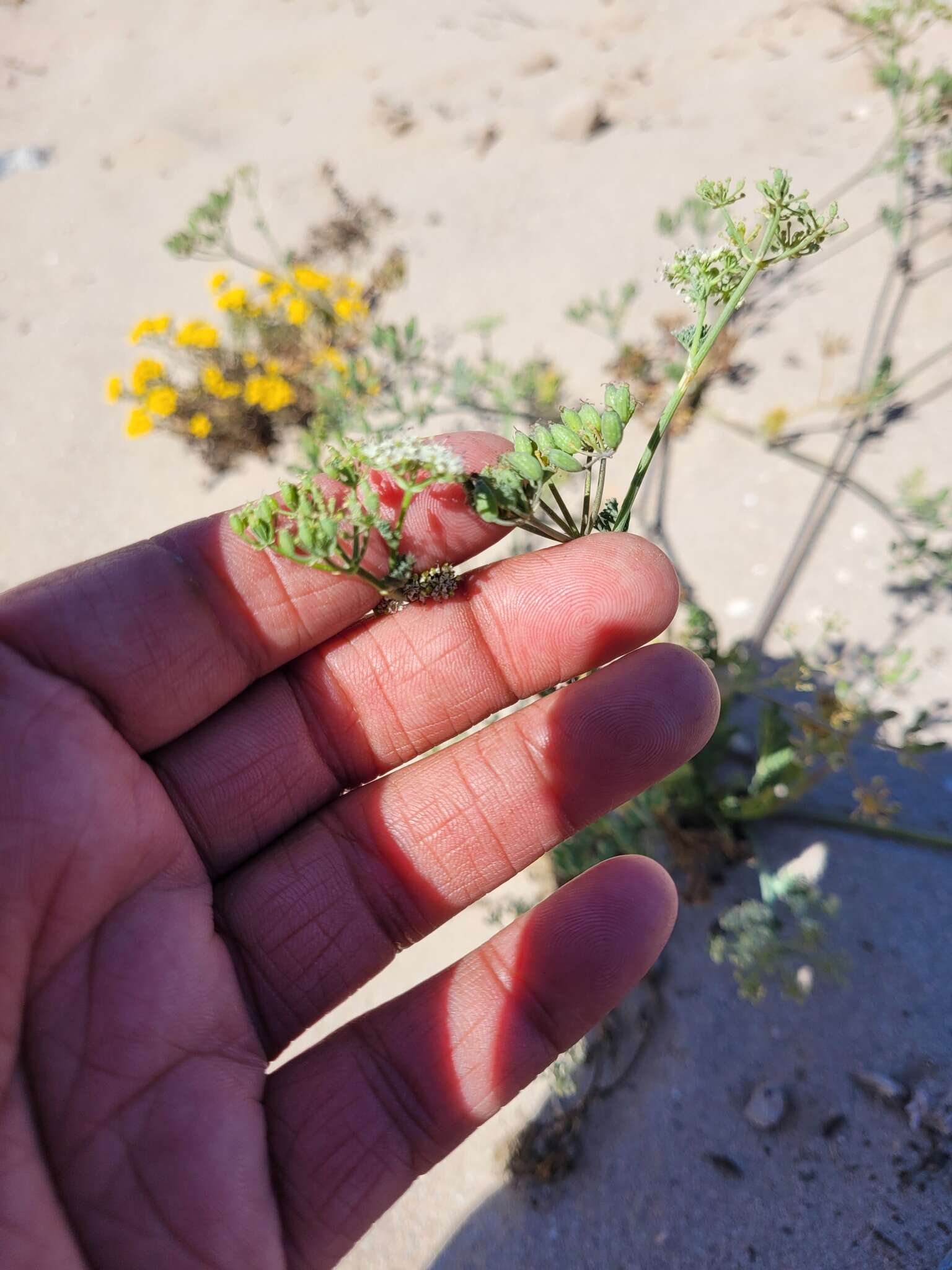 Image of Capnophyllum leiocarpon (Sond.) J. C. Manning & P. Goldblatt