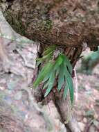 Image of Southern green fairy orchid