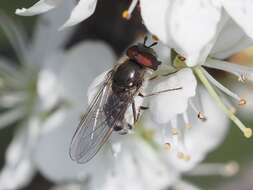 Platycheirus ambiguum (Fallén 1817) resmi