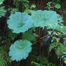 Gunnera kauaiensis Rock resmi