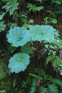 صورة Gunnera kauaiensis Rock