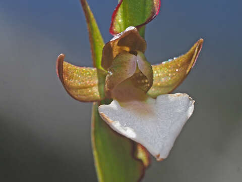 Image of Neobolusia tysonii (Bolus) Schltr.