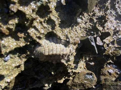 Image of scaly chiton