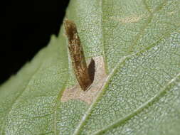 Image of Casebearer moth