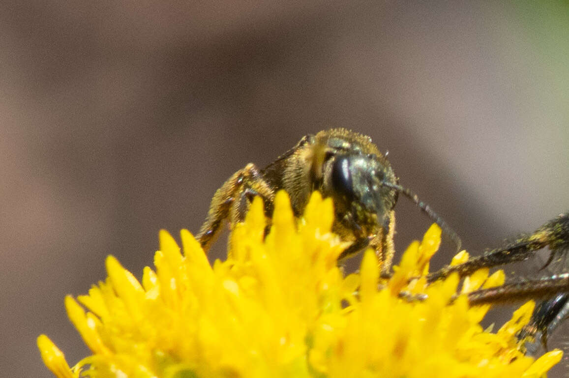 Image of Lasioglossum nigroviride (Graenicher 1911)