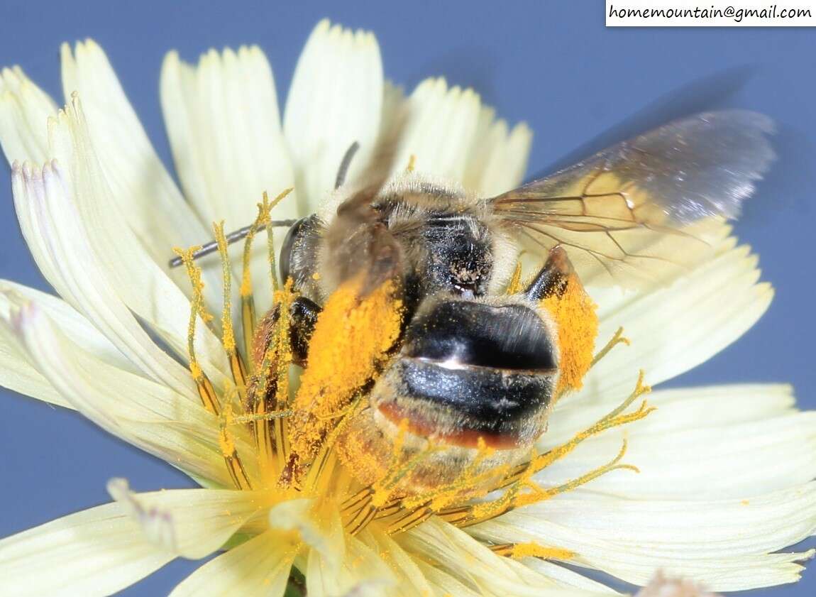 Image of Eucera pekingensis Yasumatsu 1946