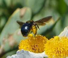 Image of Western Carpenter Bee