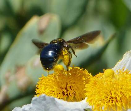 Imagem de Xylocopa californica Cresson 1864