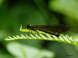 Image of Aristocypha quadrimaculata (Selys 1853)