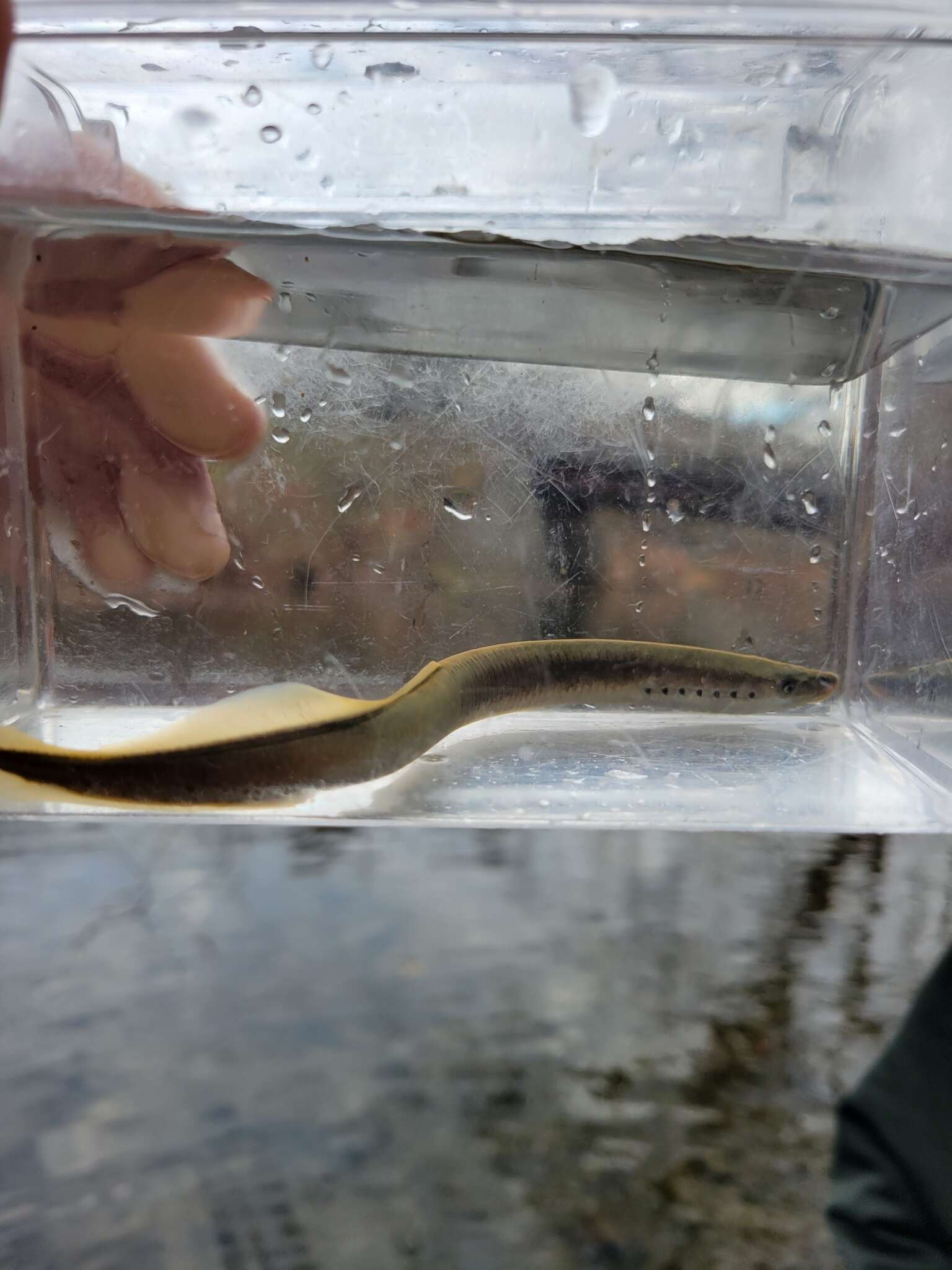 Image of Least Brook Lamprey