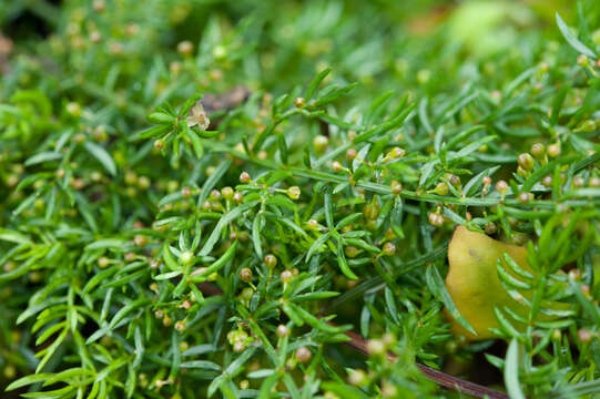 صورة Asparagus cochinchinensis (Lour.) Merr.