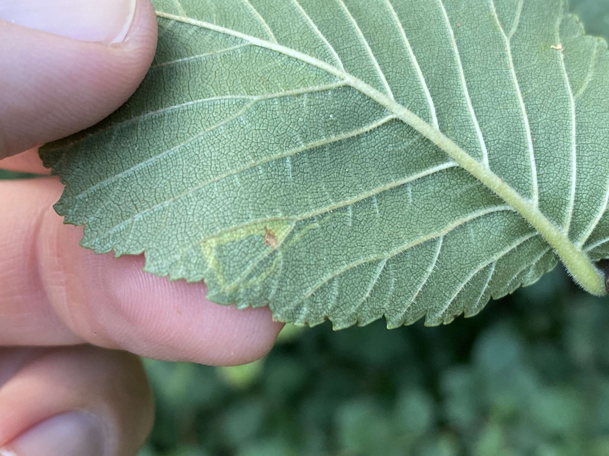 Stigmella multispicata Rociene & Stonis ex Stonis & Rociene 2014的圖片