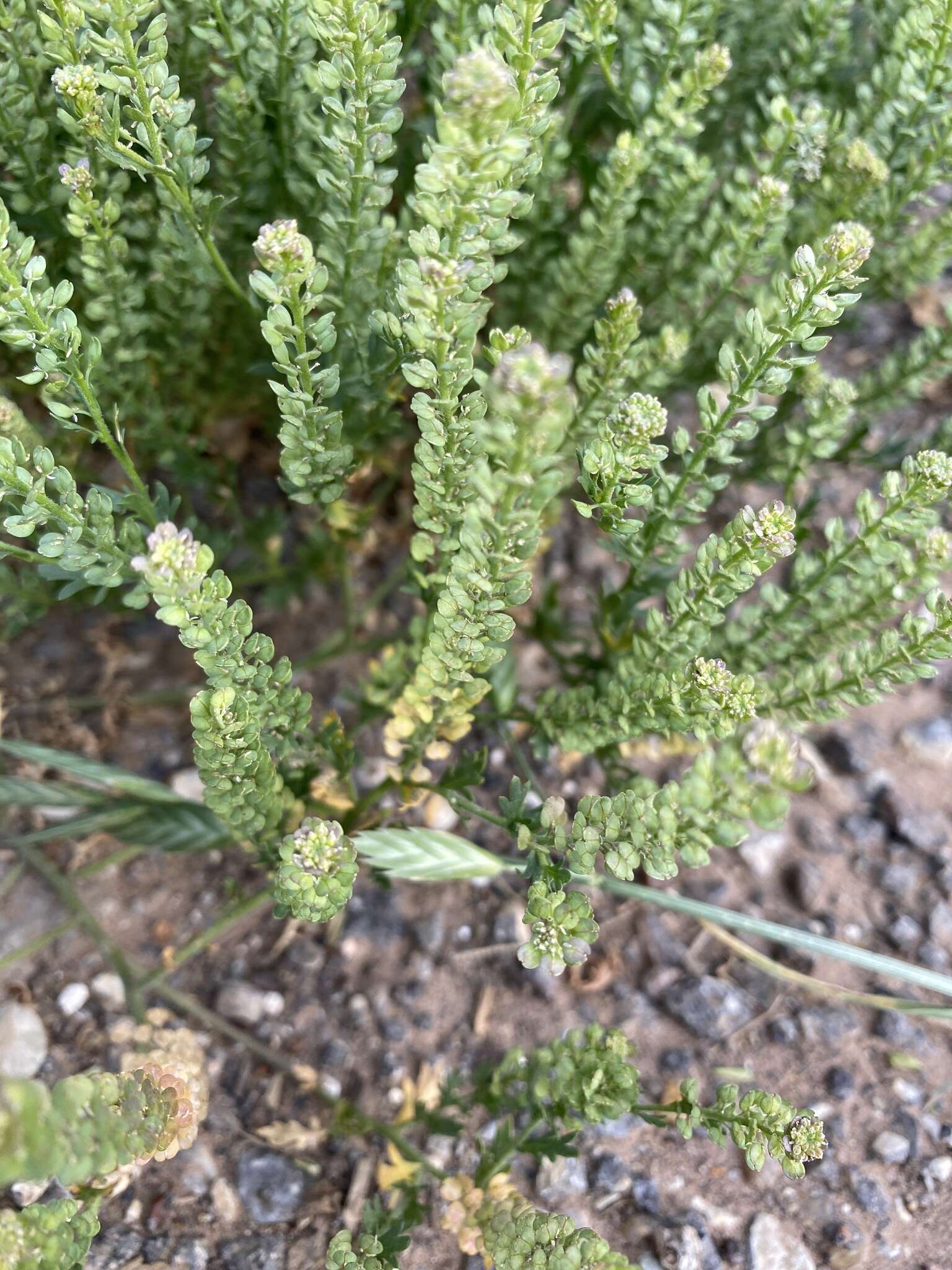 Plancia ëd Lepidium oblongum Small