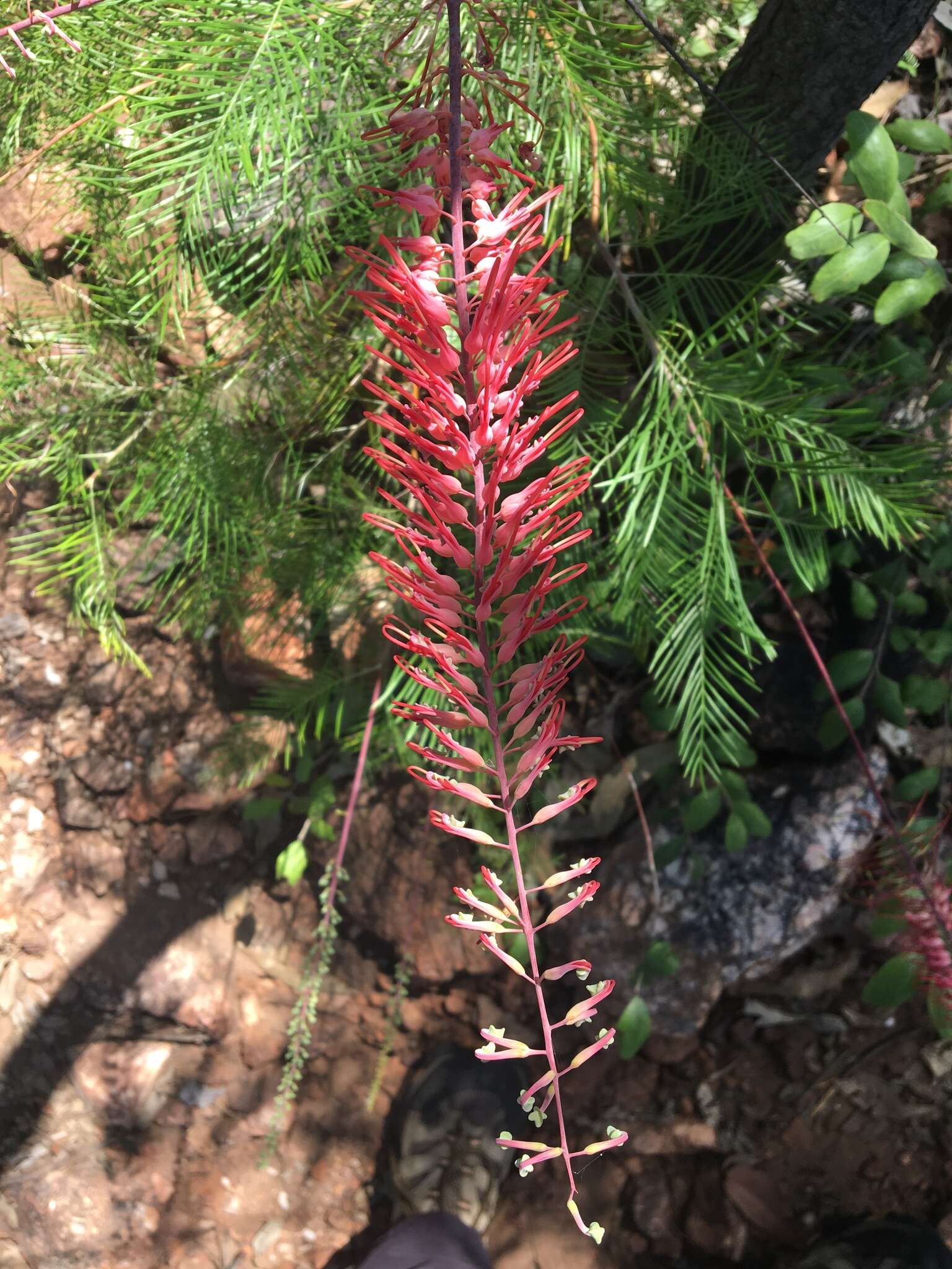 Image of Grevillea dryandri R. Br.