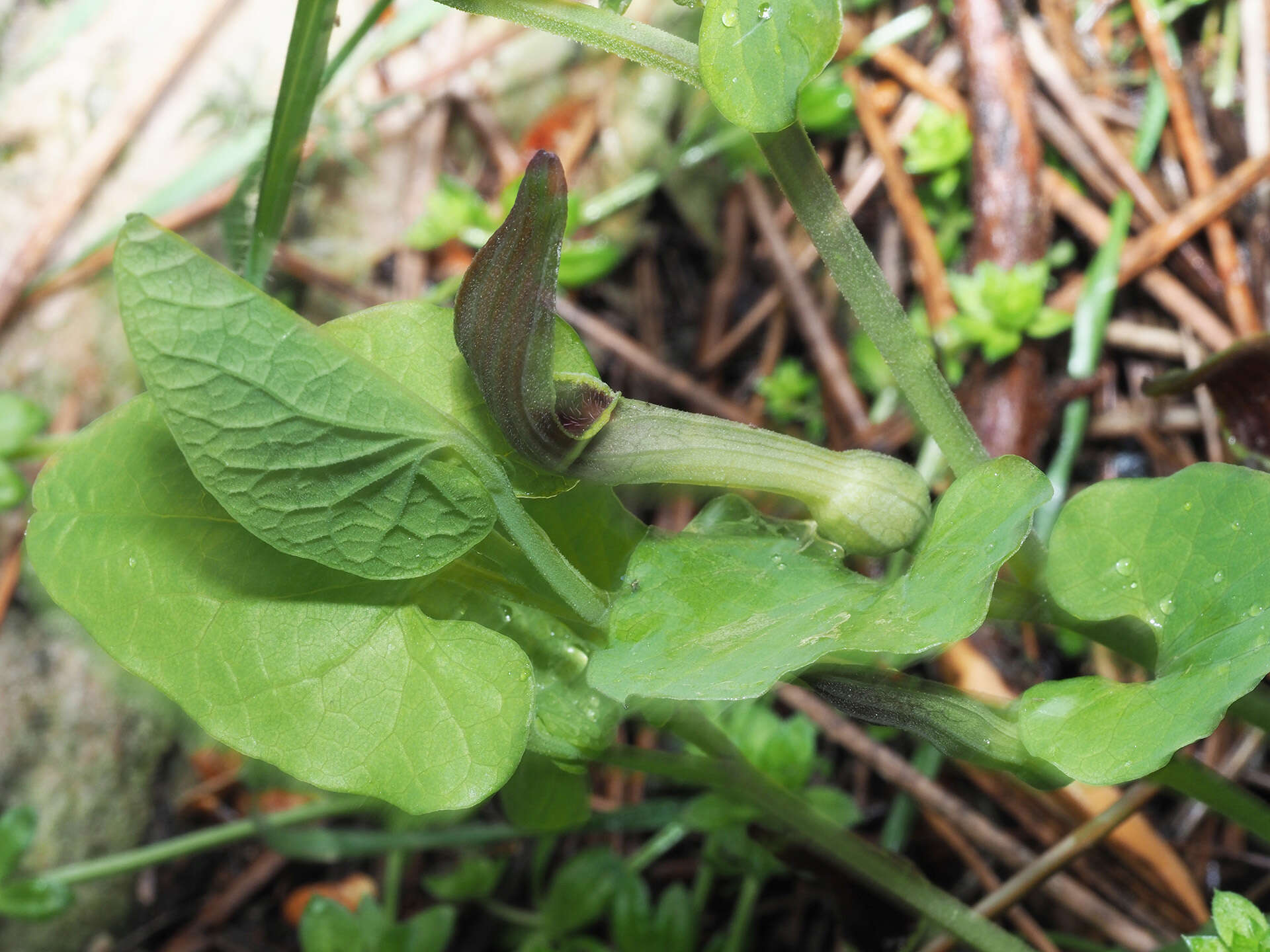 Image of Aristolochia paucinervis Pomel