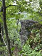 Image of Roan Mountain bluet