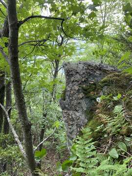 Image of Roan Mountain bluet