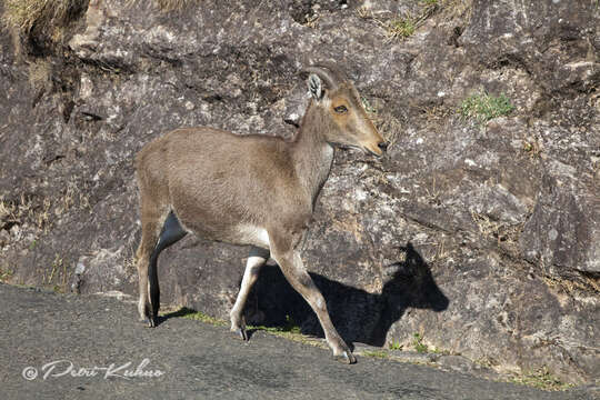 Image of Nilgiritragus Ropiquet & Hassanin 2005