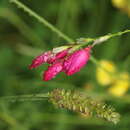 Image of belllflower African cornlily