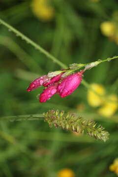 Image of belllflower African cornlily