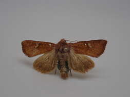 Image of American Ear Moth