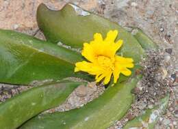 Image of Glottiphyllum depressum (Haw.) N. E. Br.