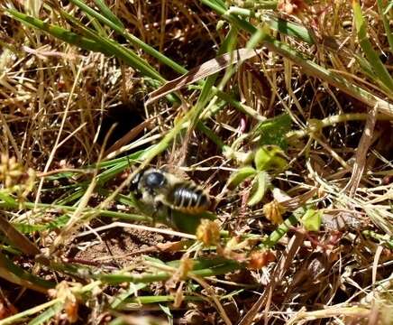 Megachile perihirta Cockerell 1898 resmi