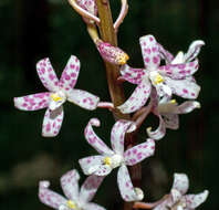 Image of Spotted hyacinth-orchid