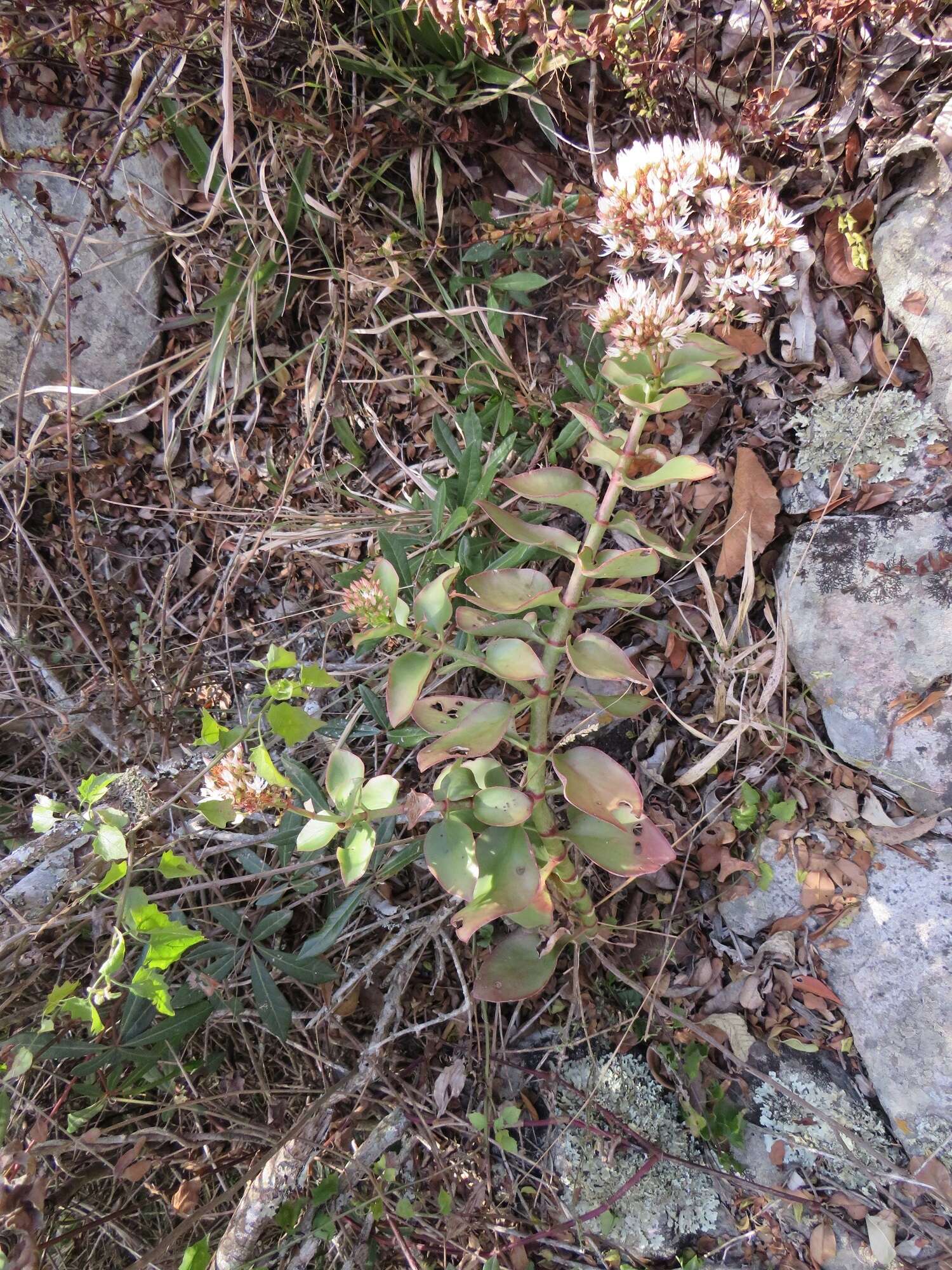 Image of Crassula sarmentosa Harv.