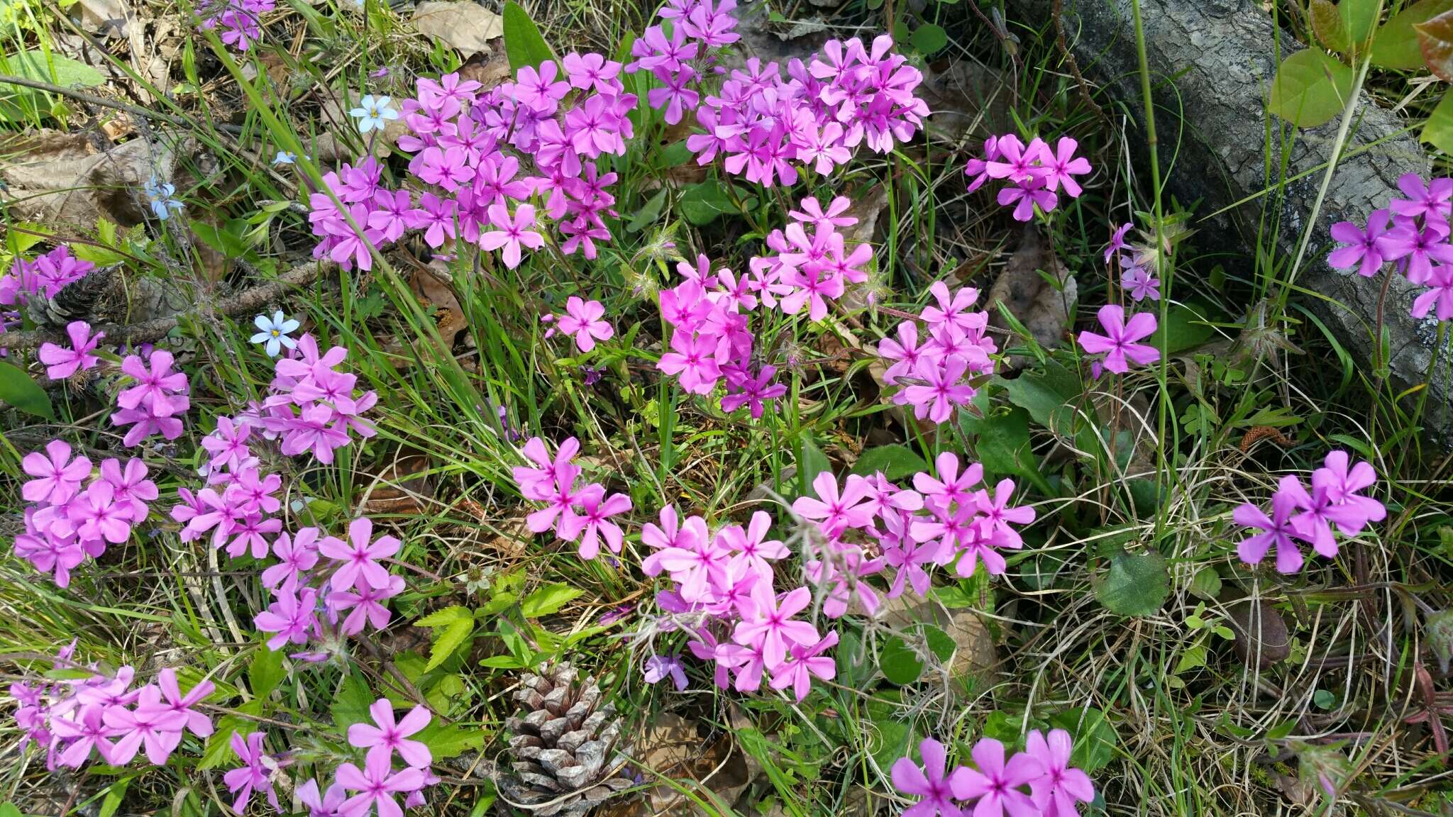 Image of hairy phlox