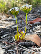 Image of Stylidium guttatum R. Br.