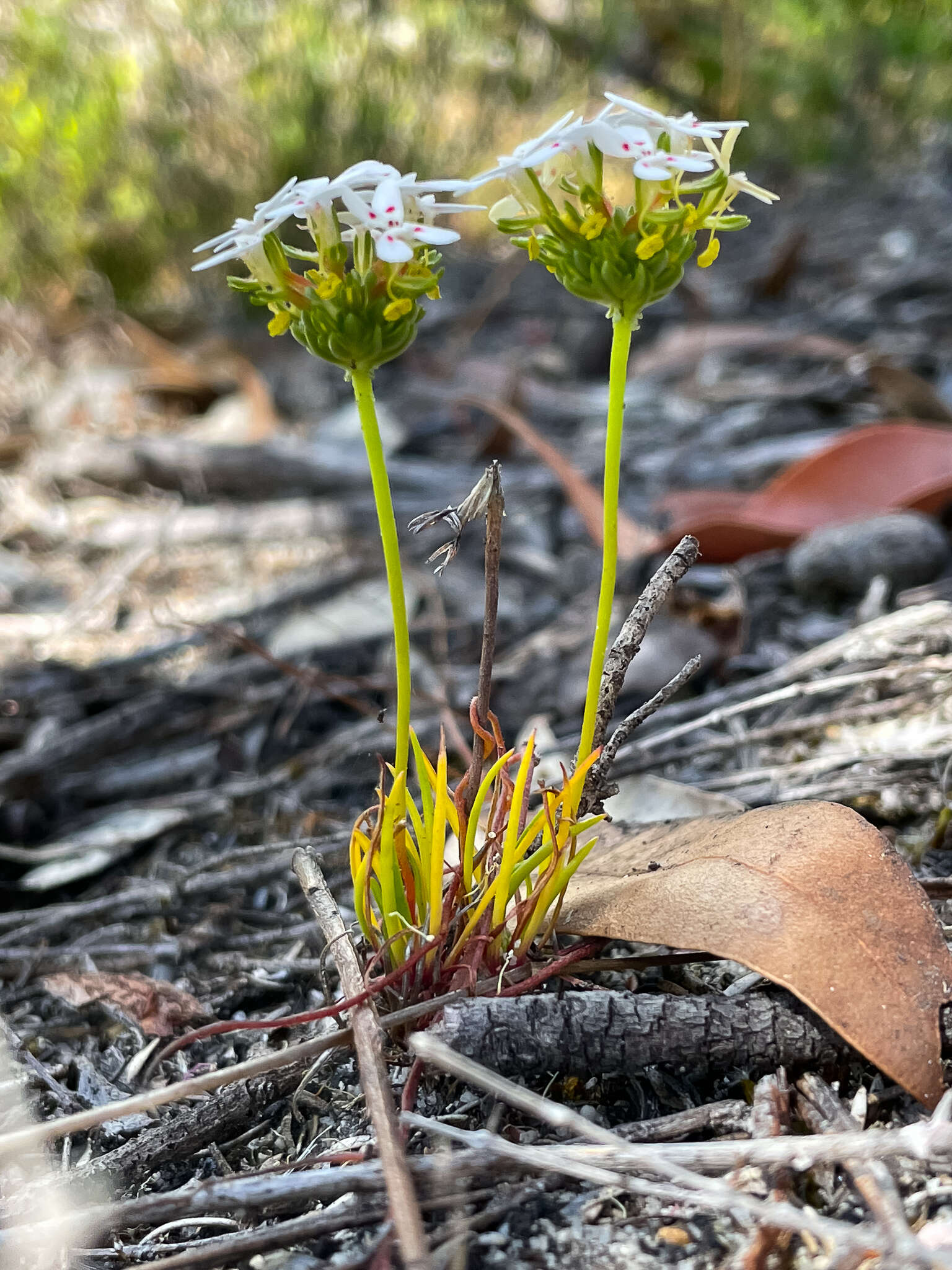 Image of Stylidium guttatum R. Br.