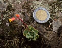 Image of Echeveria minima Meyrán