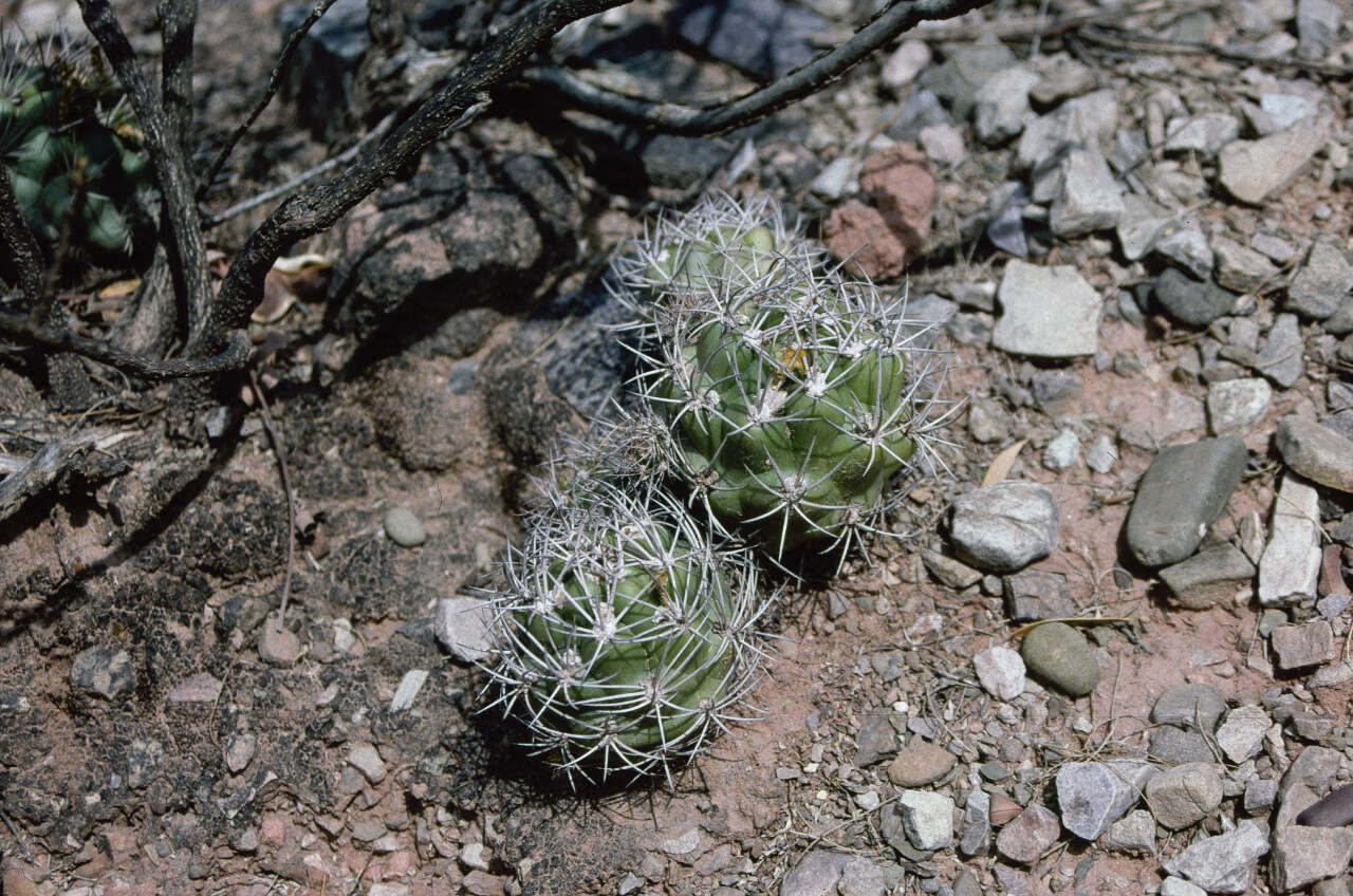 Image of Rebutia neocumingii subsp. lanata (F. Ritter) D. R. Hunt