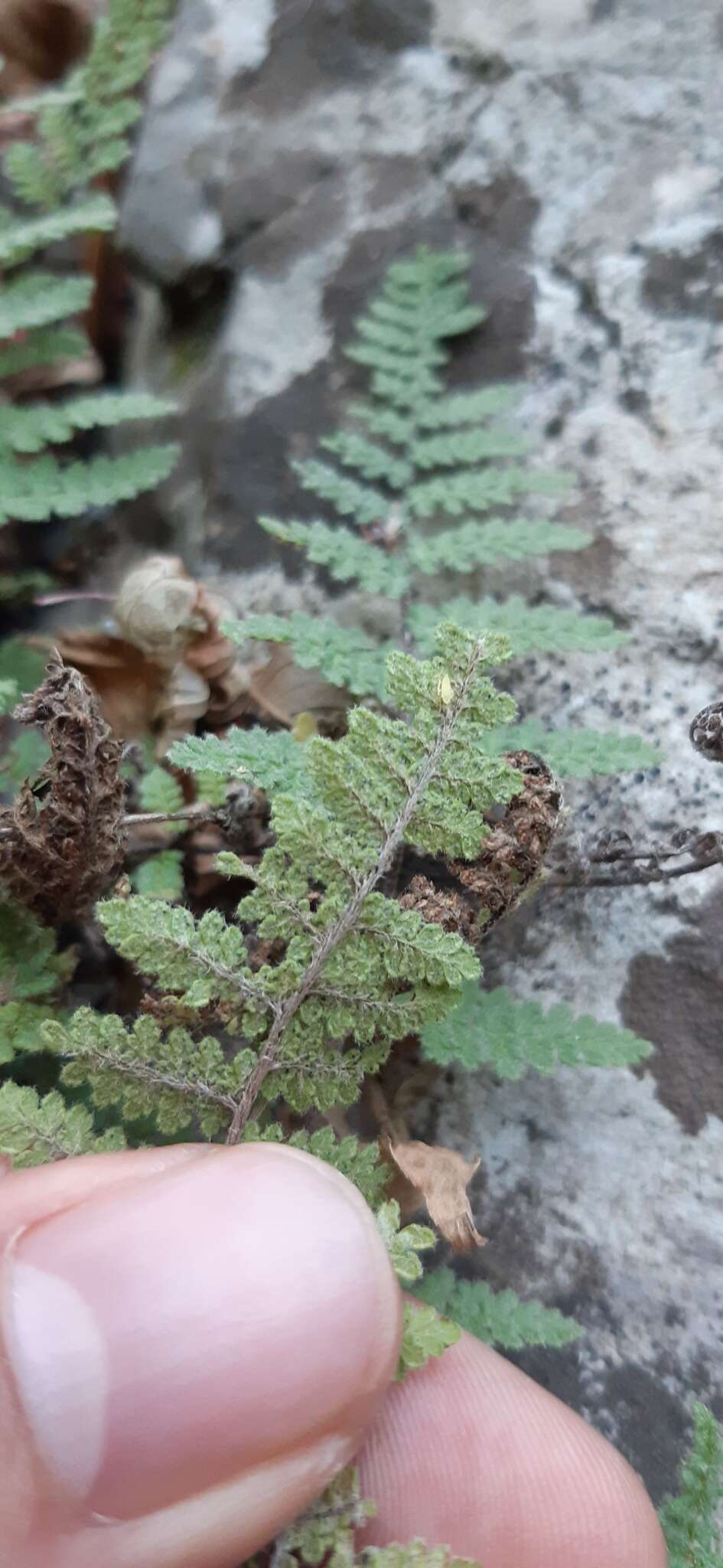 Image of Myriopteris chipinquensis (Knobloch & Lellinger) Grusz & Windham