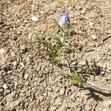 Image of Salvia jaimehintoniana Ramamoorthy ex B. L. Turner