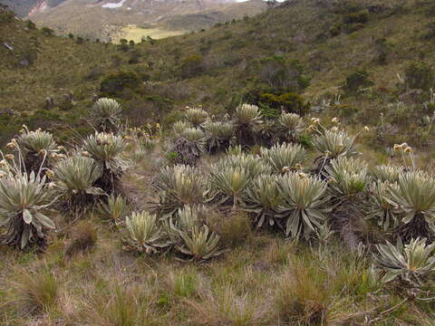 Image of Espeletia conglomerata A. C. Smith