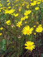 Image of Dress' goldenaster