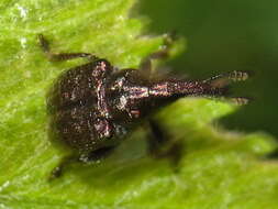 Image of Aspidobyctiscus lacunipennis Legalov 2003