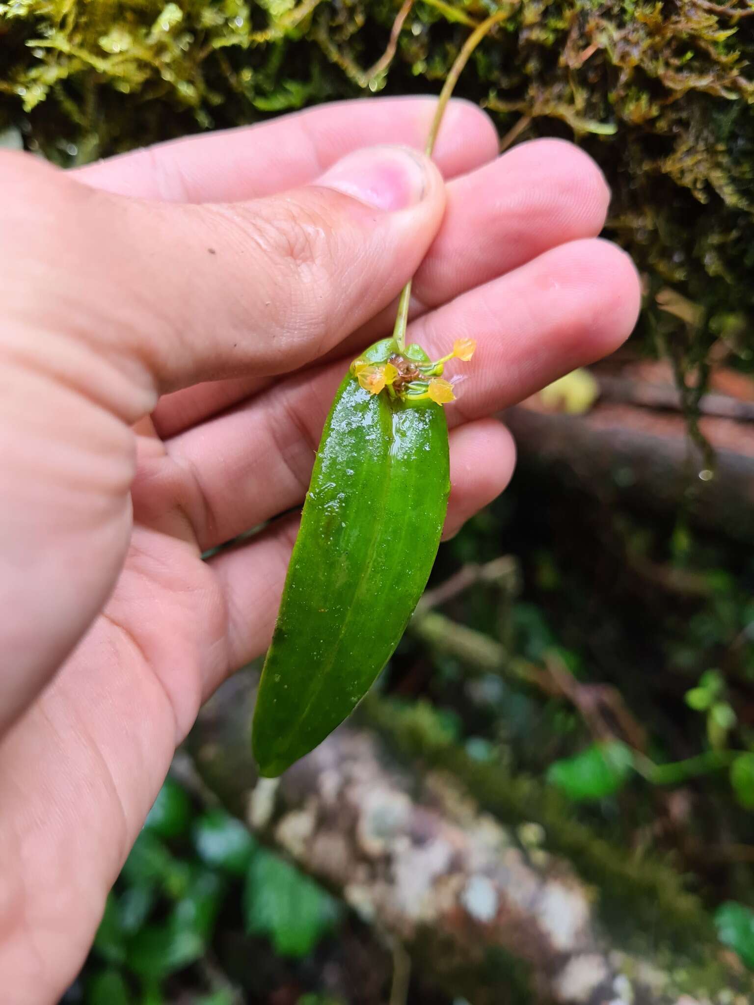 Image of Pleurothallis dibolia Luer