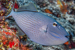 Image of Sargassum Triggerfish