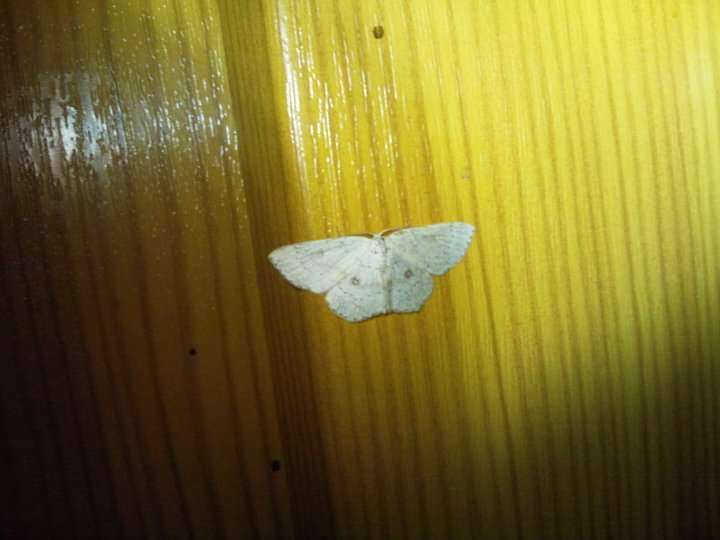 Image of birch mocha