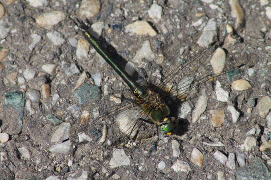 Image of Balkan Emerald