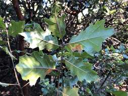 Imagem de Quercus ganderi C. B. Wolf