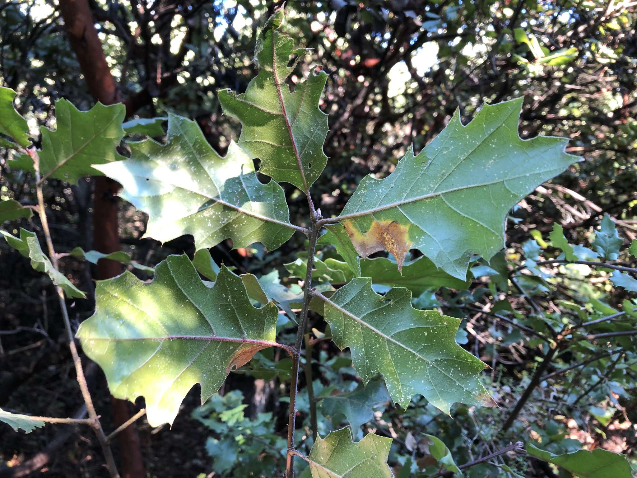 Image of hybrid oak