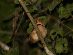 Image of Collared Puffbird