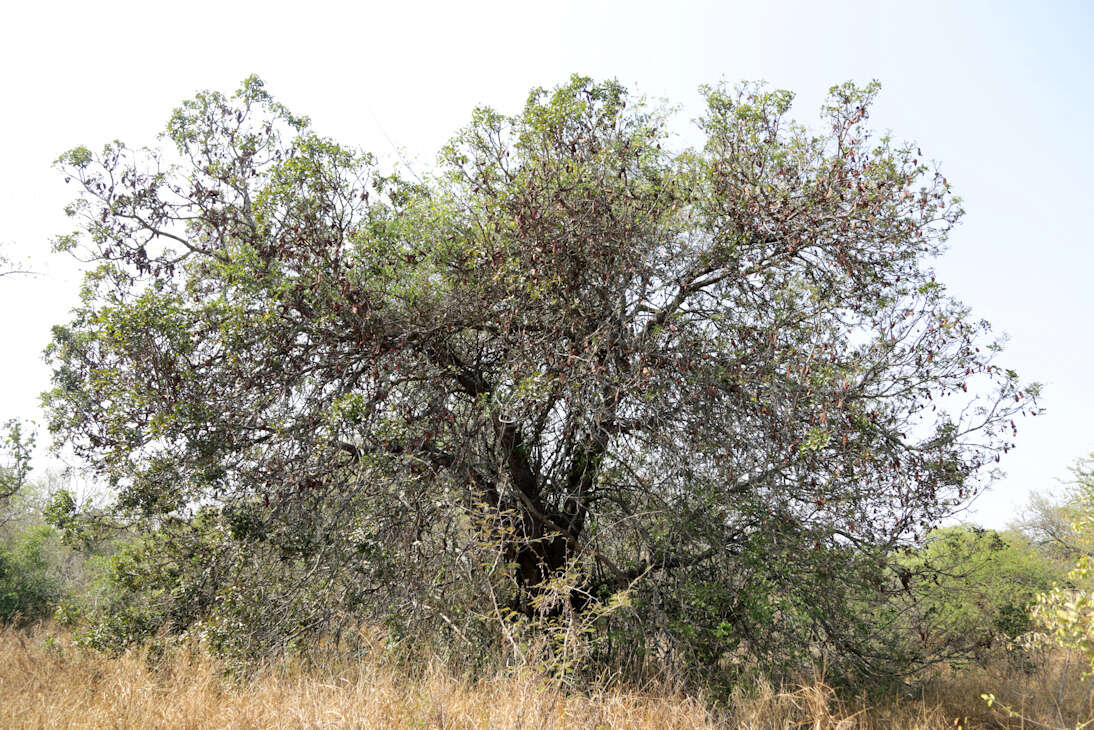 Imagem de Schotia brachypetala Sond.