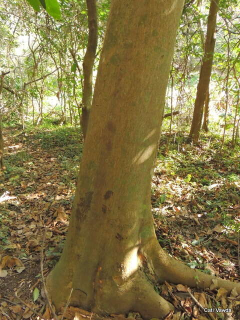 Image of Forest natal mahogany