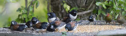 Image of Magpie Mannikin