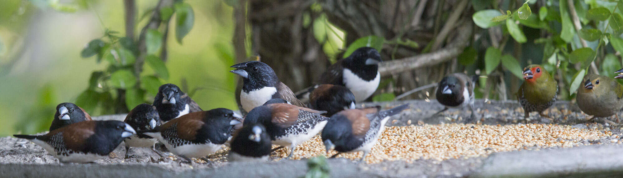 Image of Magpie Mannikin